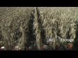 Maize Harvest POV 1 1493